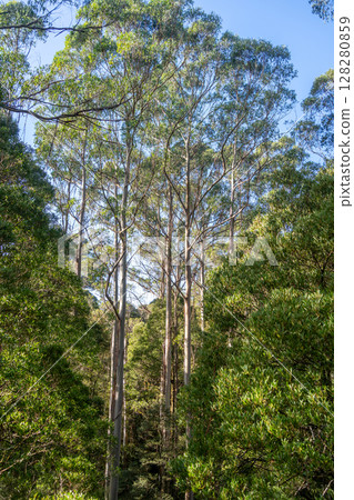 Eucalyptus forest in Great Otway National Park, Australia 128280859