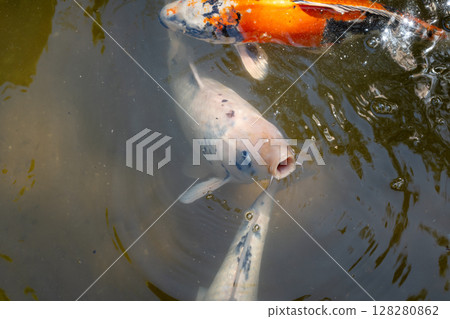 Colorful koi fish in Shukkei-en Japanese garden in Hiroshima, Japan Colorful koi fish in Shukkei-en Japanese garden in Hiroshima, Japan 128280862