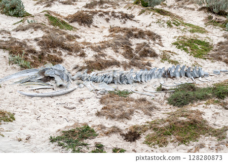 Whale skeleton on sandy beach at Seal Bay, Kangaroo Island, Australia 128280873