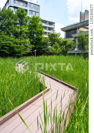 Wooden walkway through tall grass in Tennoji Park, Osaka Wooden walkway through tall grass in Tennoji Park, Osaka 128280877