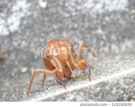 Cicada shell - front 128280889