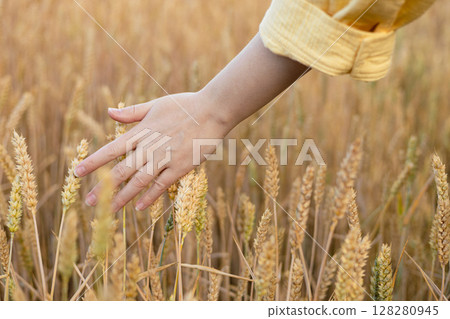 Wheat field and female hand holding cone in summer day, web banner 128280945