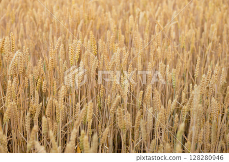 Wheat field top view, ears wheat from above, golden ripe field of wheat. Background and textures. Summer harvest. Wheat field top view, ears wheat from above, golden ripe field of wheat. Background and textures. Summer harvest. 128280946