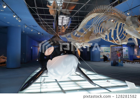 Skeletal specimens of killer whales and whales (Port of Nagoya Public Aquarium, Nagoya, Aichi Prefecture) Skeletal specimens of killer whales and whales (Port of Nagoya Public Aquarium, Nagoya, Aichi Prefecture) 128281582