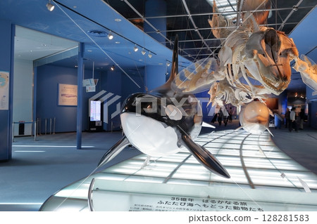 Skeletal specimens of killer whales and whales (Port of Nagoya Public Aquarium, Nagoya, Aichi Prefecture) Skeletal specimens of killer whales and whales (Port of Nagoya Public Aquarium, Nagoya, Aichi Prefecture) 128281583