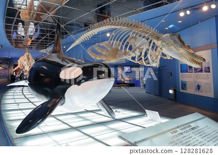 虎鯨與鯨魚的骨骼標本(愛知縣名古屋市名古屋港水族館) 虎鯨與鯨魚的骨骼標本(愛知縣名古屋市名古屋港水族館) 128281628