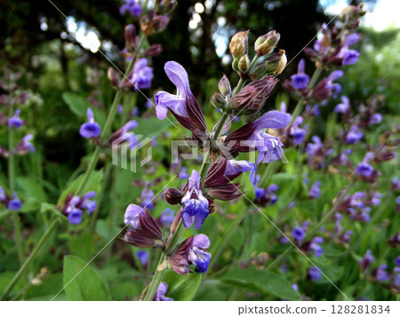 blooming sage with purple flowers blooming sage with purple flowers 128281834