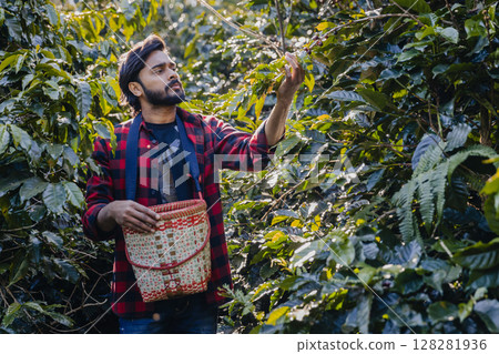 Farmer inspect and picking coffee beans on the coffee tree. 128281936