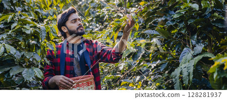 Farmer inspect and picking coffee beans on the coffee tree. 128281937