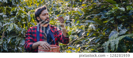 Farmer inspect and picking coffee beans on the coffee tree. Farmer inspect and picking coffee beans on the coffee tree. 128281939