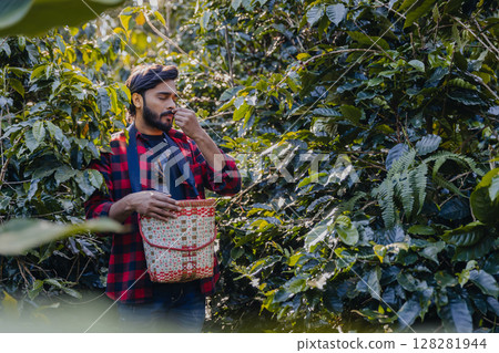 Farmer inspect and picking coffee beans on the coffee tree. 128281944
