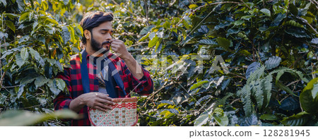 Farmer inspect and picking coffee beans on the coffee tree. 128281945