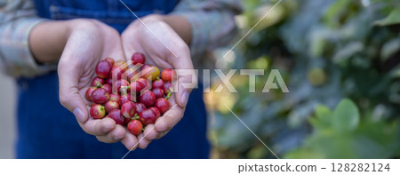 worker inspect and tossing dried coffee beans with hands at farm outdoors. Farmer Man working at farm during process coffee beans dry	 128282124