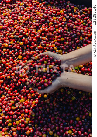 Farmer inspect and picking coffee beans on the coffee tree. Farmer inspect and picking coffee beans on the coffee tree. 128282146