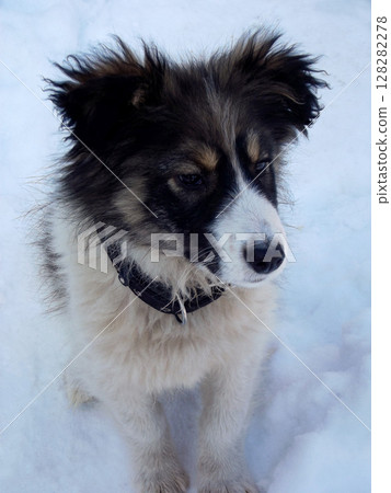 Little puppy of the Carpathian sheepdog on a white background. Black and white dog. 128282278