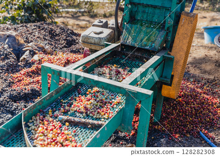 Coffee cherry pulping machine farmer.  128282308