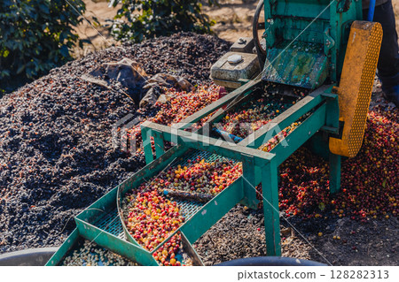 Coffee cherry pulping machine farmer.  128282313