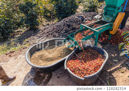 Coffee cherry pulping machine farmer. Coffee cherry pulping machine farmer. 128282314