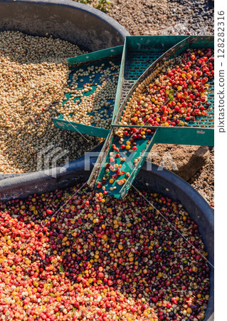 Coffee cherry pulping machine farmer.  128282316