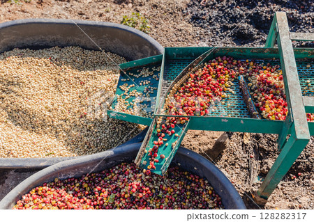 Coffee cherry pulping machine farmer.  128282317