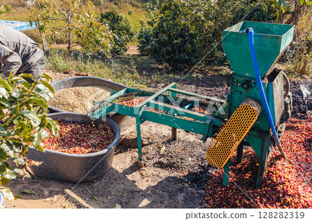 Coffee cherry pulping machine farmer. Coffee cherry pulping machine farmer. 128282319