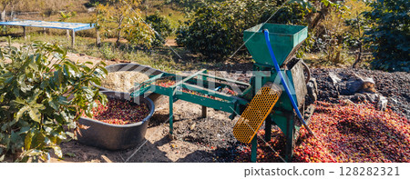 Coffee cherry pulping machine farmer.  128282321