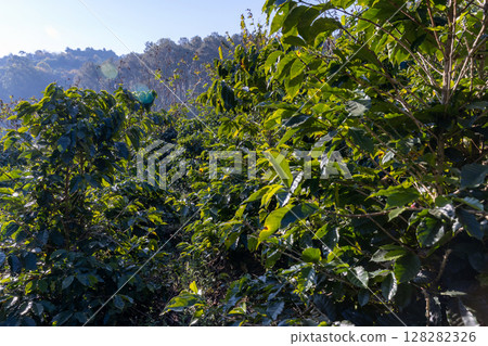Coffee tree concept. Organic coffee berries beans. Red berry branch.  128282326
