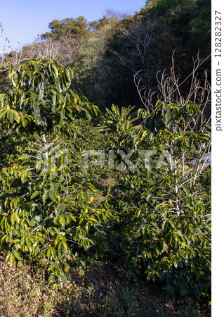 Coffee tree concept. Organic coffee berries beans. Red berry branch.  128282327