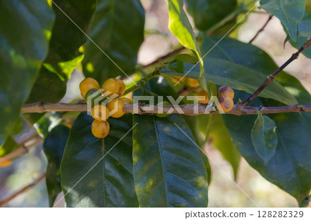 Coffee tree concept. Organic coffee berries beans. Red berry branch.  128282329