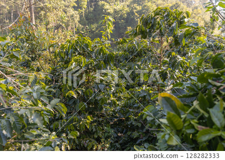 Coffee tree concept. Organic coffee berries beans. Red berry branch.  128282333