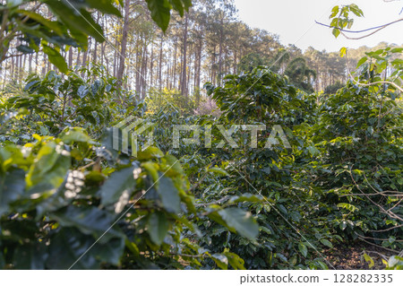 Coffee tree concept. Organic coffee berries beans. Red berry branch. Coffee tree concept. Organic coffee berries beans. Red berry branch. 128282335