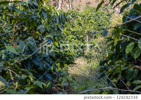 Coffee tree concept. Organic coffee berries beans. Red berry branch. Coffee tree concept. Organic coffee berries beans. Red berry branch. 128282338