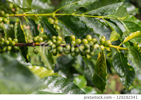 Coffee tree concept. Organic coffee berries beans. Red berry branch. Coffee tree concept. Organic coffee berries beans. Red berry branch. 128282341