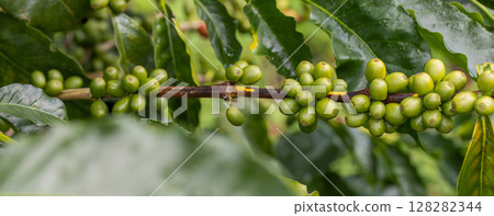 Coffee tree concept. Organic coffee berries beans. Red berry branch. Coffee tree concept. Organic coffee berries beans. Red berry branch. 128282344