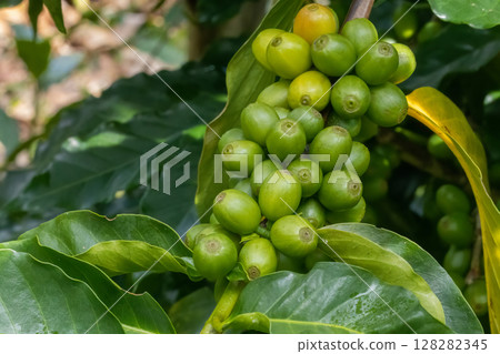 Coffee tree concept. Organic coffee berries beans. Red berry branch.  128282345