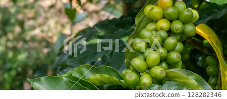 Coffee tree concept. Organic coffee berries beans. Red berry branch.  128282346
