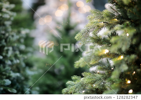 close up of evergreen trees in Christmas market close up of evergreen trees in Christmas market 128282347