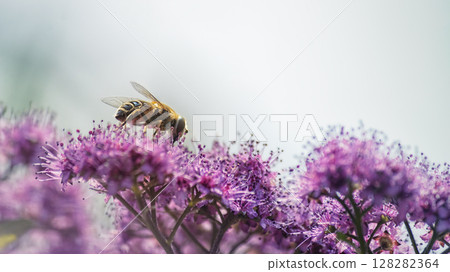 Bee on Vibrant Purple Flowers in Natural Light Bee on Vibrant Purple Flowers in Natural Light 128282364