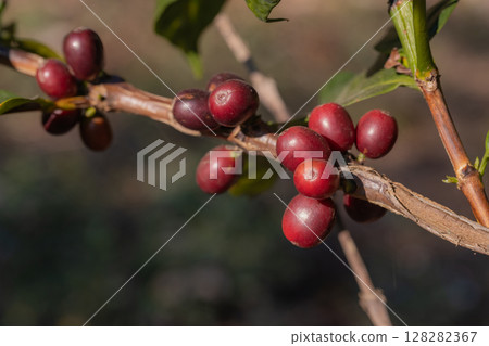 Coffee tree concept. Organic coffee berries beans. Red berry branch. coffee beans on the tree organic farming concept 128282367