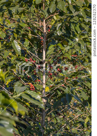 Coffee tree concept. Organic coffee berries beans. Red berry branch. coffee beans on the tree organic farming concept Coffee tree concept. Organic coffee berries beans. Red berry branch. coffee beans on the tree organic farming concept 128282370