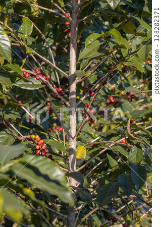 Coffee tree concept. Organic coffee berries beans. Red berry branch. coffee beans on the tree organic farming concept 128282371