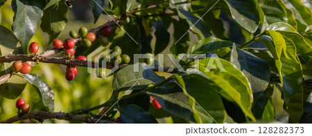 Coffee tree concept. Organic coffee berries beans. Red berry branch. coffee beans on the tree organic farming concept 128282373