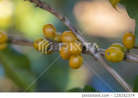 Coffee tree concept. Organic coffee berries beans. Red berry branch. coffee beans on the tree organic farming concept 128282374