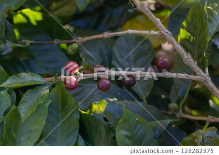 Coffee tree concept. Organic coffee berries beans. Red berry branch. coffee beans on the tree organic farming concept 128282375
