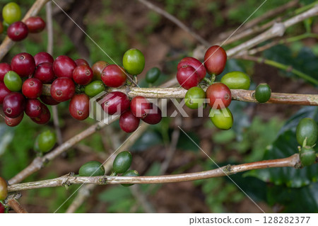 Coffee tree concept. Organic coffee berries beans. Red berry branch. coffee beans on the tree organic farming concept Coffee tree concept. Organic coffee berries beans. Red berry branch. coffee beans on the tree organic farming concept 128282377