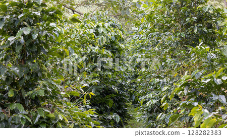 Coffee tree concept. Organic coffee berries beans. Red berry branch. coffee beans on the tree organic farming concept Coffee tree concept. Organic coffee berries beans. Red berry branch. coffee beans on the tree organic farming concept 128282383