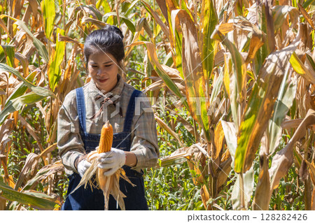 Farmer work in a field with corn. agriculture irrigation concept. 128282426