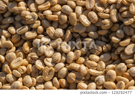 The process of making coffee beans dry by using sunlight. Coffee bean drying in a yard. Sun dried coffee	 128282477