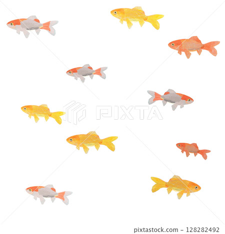 游泳的日本金魚_白色_方形 游泳的日本金魚_白色_方形 128282492