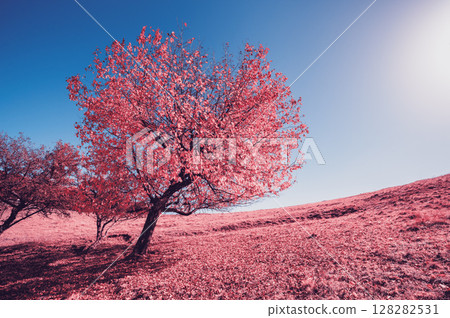 Majestic alone birch tree on a hill slope with sunny beams at mountain valley. Infrared picture. Majestic alone birch tree on a hill slope with sunny beams at mountain valley. Infrared picture. 128282531
